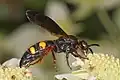 S. nobilitata notilitata in Virginia.