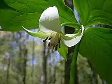 Nodding trillium (Trillium cernuum)