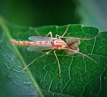 Non-Biting Midge in Pennsylvania