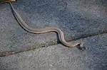 Dekay's brownsnake (Storeria dekayi)