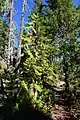 Young tree in North Cascades National Park