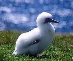 Gannet