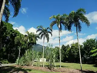 A row of Black palms growing in Sugarworld Gardens, May 2022