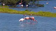 Flamingos on North Caicos