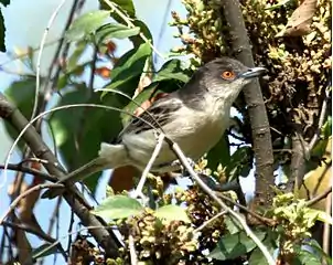 Male D. g. malzacii at Lake Nakuru N.P., Kenya