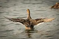 Northern pintail female wingspan