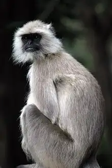 Gray monkey