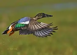 In flight Northern shoveler Male in Chilika Lake.