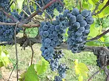 Cynthiana grape