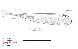 Detail of Nososticta coelestina wing