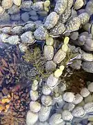 Notheia growing on Hormosira in a tide pool at Kaikoura, New Zealand