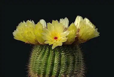 Image 20Parodia tenuicylindricaPhoto: LaitcheParodia tenuicylindrica is a small species of cactus native to the Rio Grande do Sul region of Brazil. It grows 4–8 cm (1.6–3.1 in) in height and 2–3 cm (0.8–1.2 in) in width. It has yellow and red-brown spines, white wool and yellow flowers. It produces yellow-green fruit and black seeds.More selected pictures