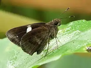 Ventral view