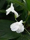 Maranta arundinacea flowers