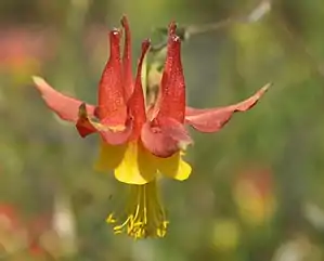 Aquilegia at Nez Perce National Historic Trail.