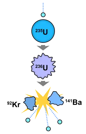 Image 25Induced fission reaction. A neutron is absorbed by a uranium-235 nucleus, turning it briefly into an excited uranium-236 nucleus, with the excitation energy provided by the kinetic energy of the neutron plus the forces that bind the neutron. The uranium-236, in turn, splits into fast-moving lighter elements (fission products) and releases several free neutrons, one or more "prompt gamma rays" (not shown) and a (proportionally) large amount of kinetic energy. (from Nuclear fission)