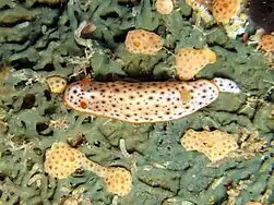 Chromodoris aspersa