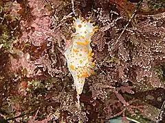 Clown nudibranch Triopha catalinae, Northern California