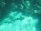 East End Marine Park: Nurse shark Ginglymostoma cirratum on the sands in Isaac Bay.