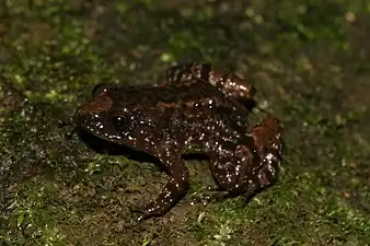 Lateral view