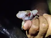 ventral view of frog with whitish belly