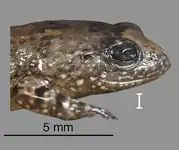 Lateral view