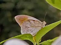 Imago