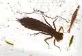 Dragonfly nymph, beetle larva (right), damselfly nymphs, water fleas in a pond dipping tray