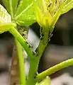 Nymphs (juvenile) E. binotata treehoppers on Ptelea trifoliata(wafer ash)