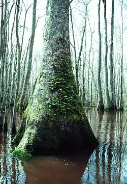 Nyssa sylvatica tree in the Alligator River National Wildlife Refuge