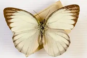 Dorsal view