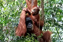 Image 70Sumatran orangutan mother and child in Mount Leuser National Park, North Sumatra (from Tourism in Indonesia)