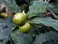 Marble galls of gall wasp, Andricus kollari