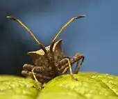 Lateral view showing Coreus marginatus feeding on a plant stem