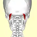 Still image. Posterior view.