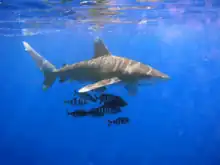 An oceanic whitetip shark and several pilot fish.