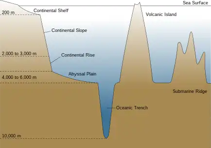 Image 43Cross-section of an ocean basin. Note significant vertical exaggeration. (from Demersal fish)