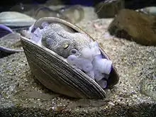 Hiding in shell