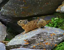 Brown and gray pika