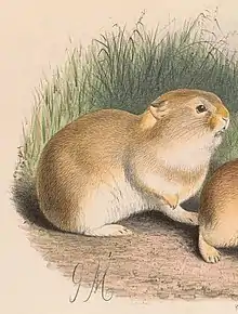 Drawing of brown pika