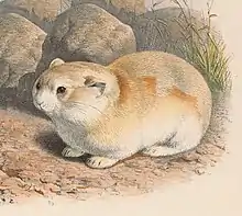 Drawing of brown pika