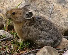 Ochotona princeps