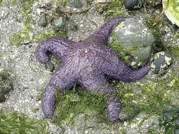 Pisaster ochraceus