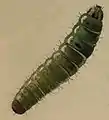 Larva