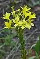 Oenothera clelandii