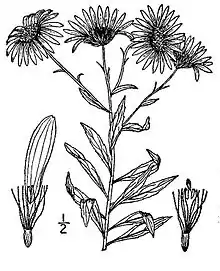 Bog Aster (Oclemena nemoralis)