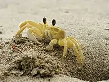 Atlantic ghost crab (Ocypode quadrata) emerging from its burrow in Cahuita, Costa Rica