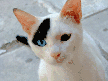 A picture of a cat that has been reduced to 256 colors