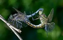 Image 48Sexual reproduction is nearly universal in animals, such as these dragonflies. (from Animal)