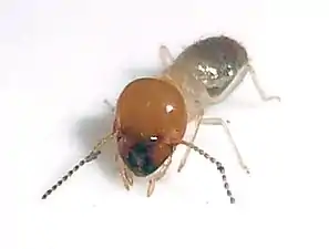 O. badius worker